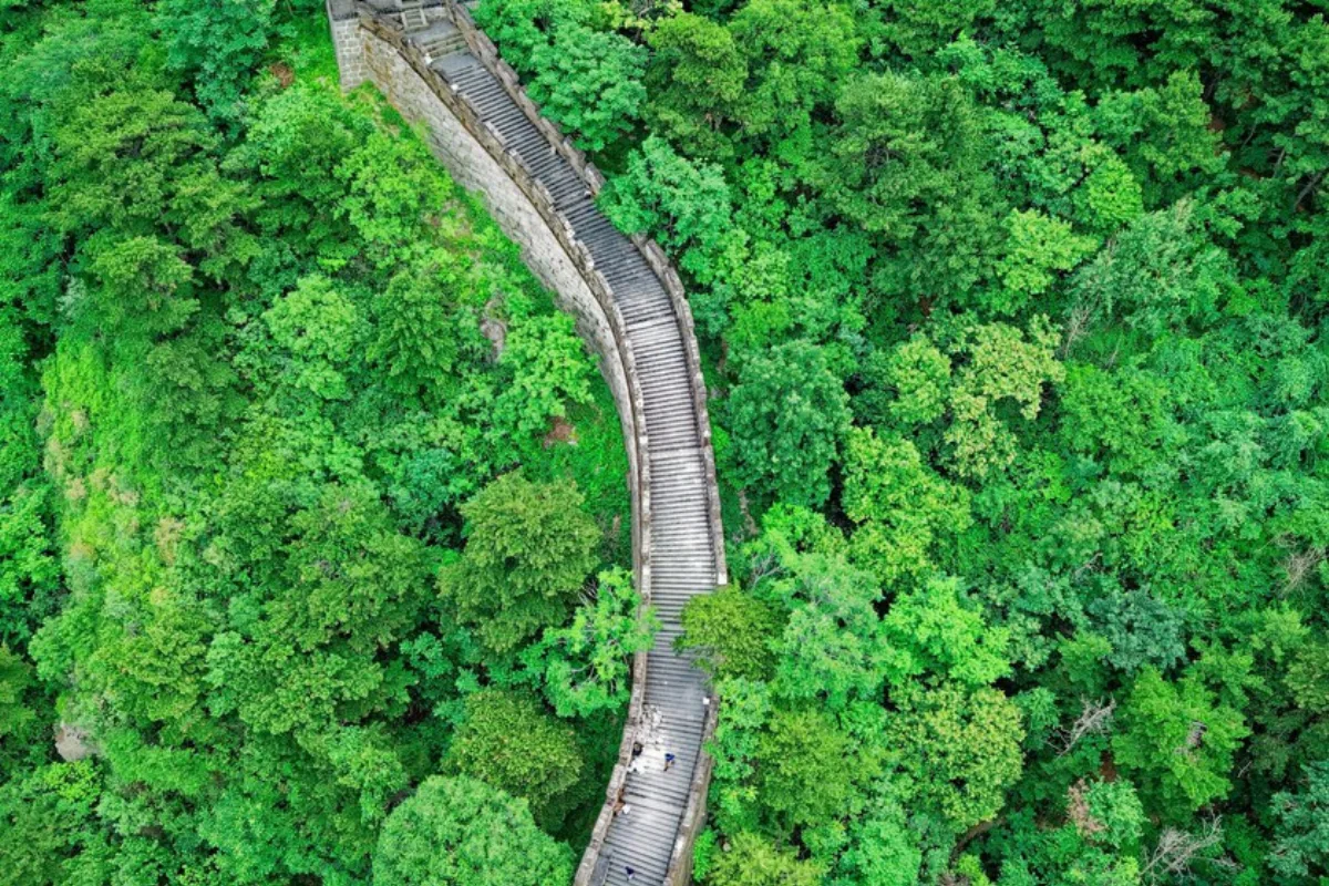 China plantó miles de millones de árboles para frenar el desierto, pero ahora se queda sin agua