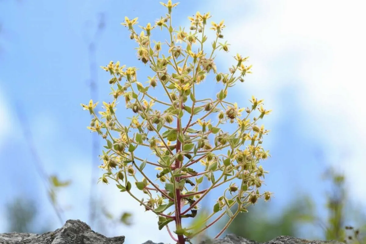Darwin tenía razón: 150 años después confirman que una planta alpina es carnívora