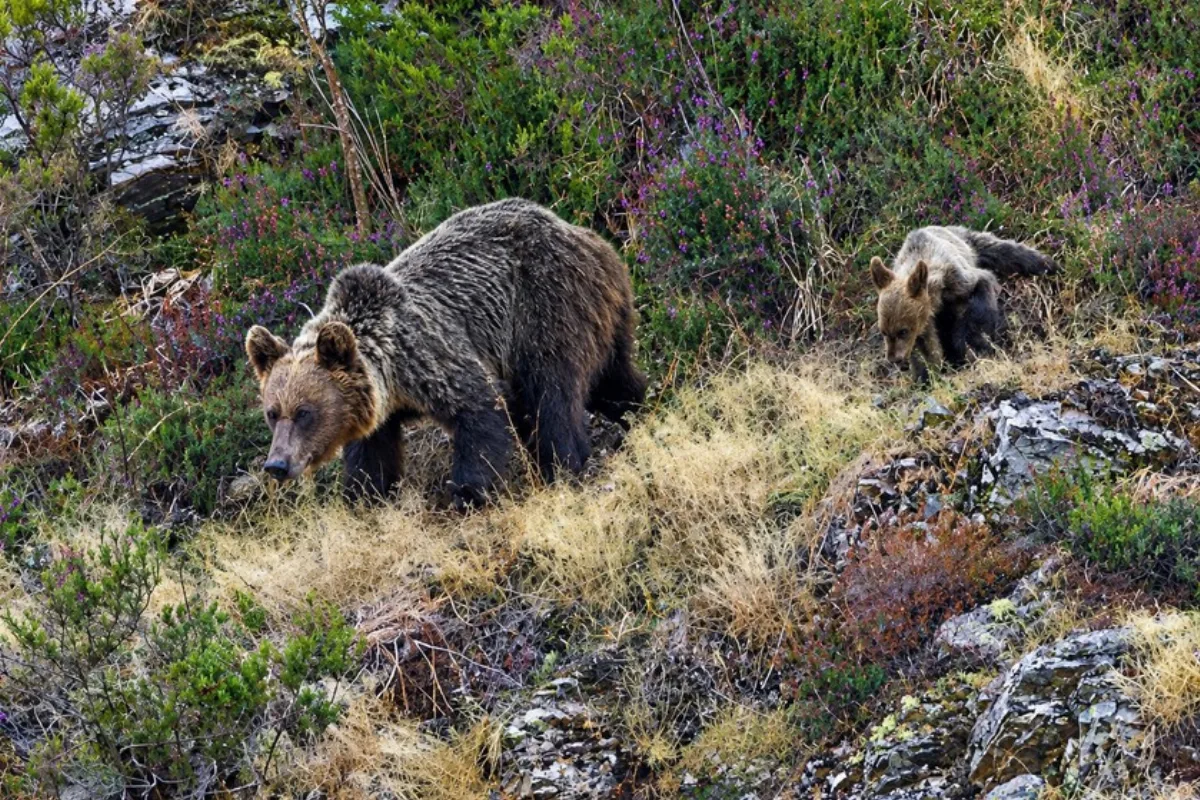 El oso pardo cantábrico se expande y ya ocupa 17.000 km² en el noroeste de la península
