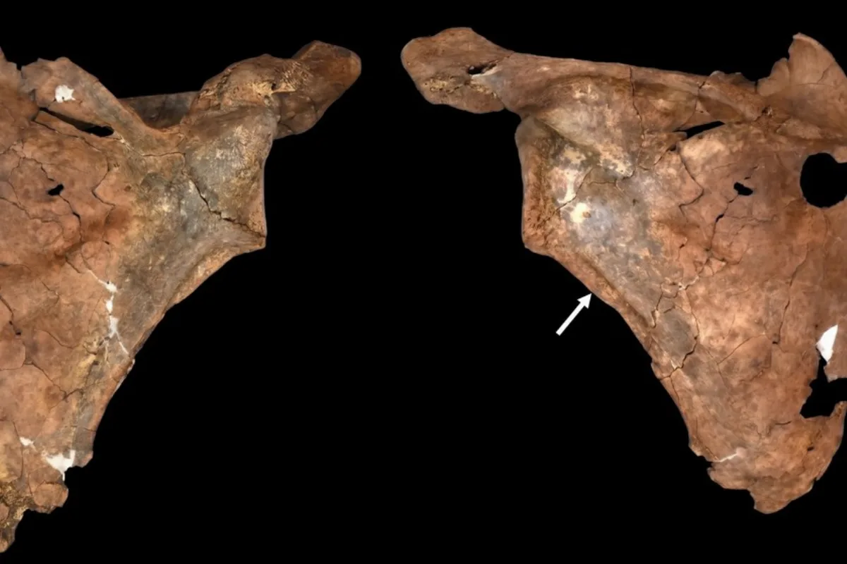 Hace 75.000 años una lanza atravesó el pecho de un neandertal: evidencia de violencia y cuidados