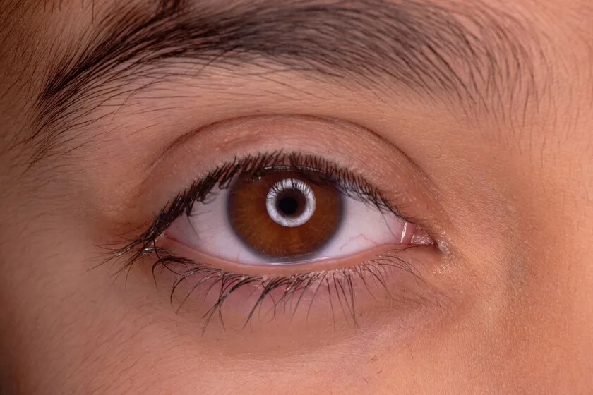 La ciencia revela que nuestros ojos vienen de un “gusano cíclope” de hace 600 millones de años