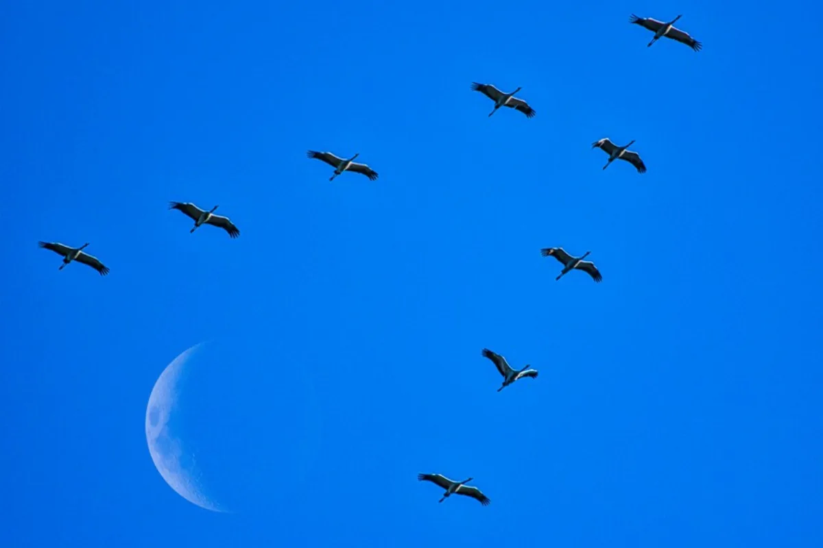 La cigüeña flechada que probó que las aves no migran a la Luna