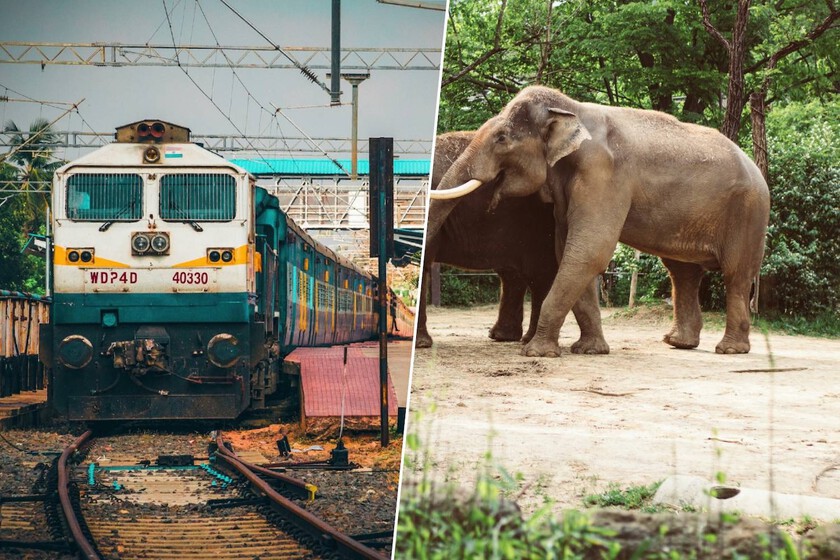 La India recurre a la IA para evitar que trenes atropellen elefantes